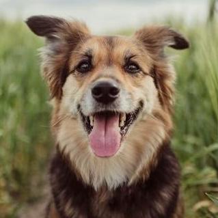 CI Canine Group