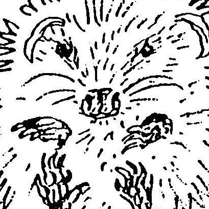 Jersey Hedgehogs
