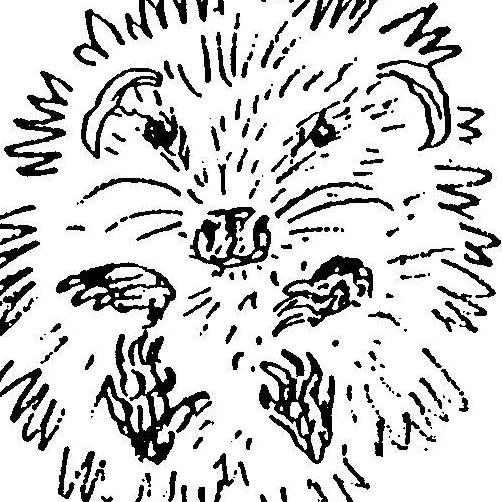 Jersey Hedgehog Group