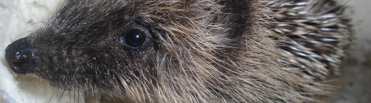 Jersey Hedgehog Group